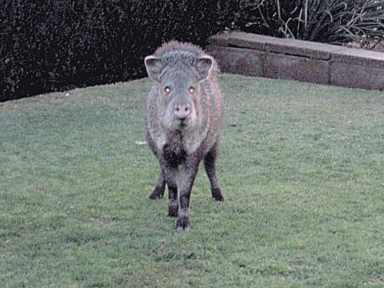 Javelinas
